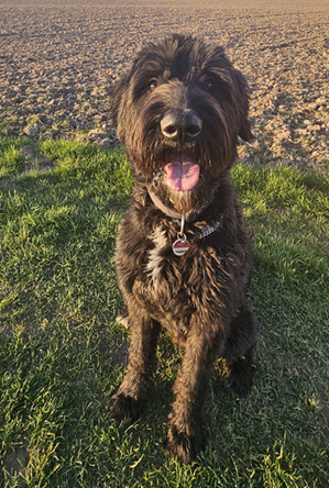 Schnauzer.png